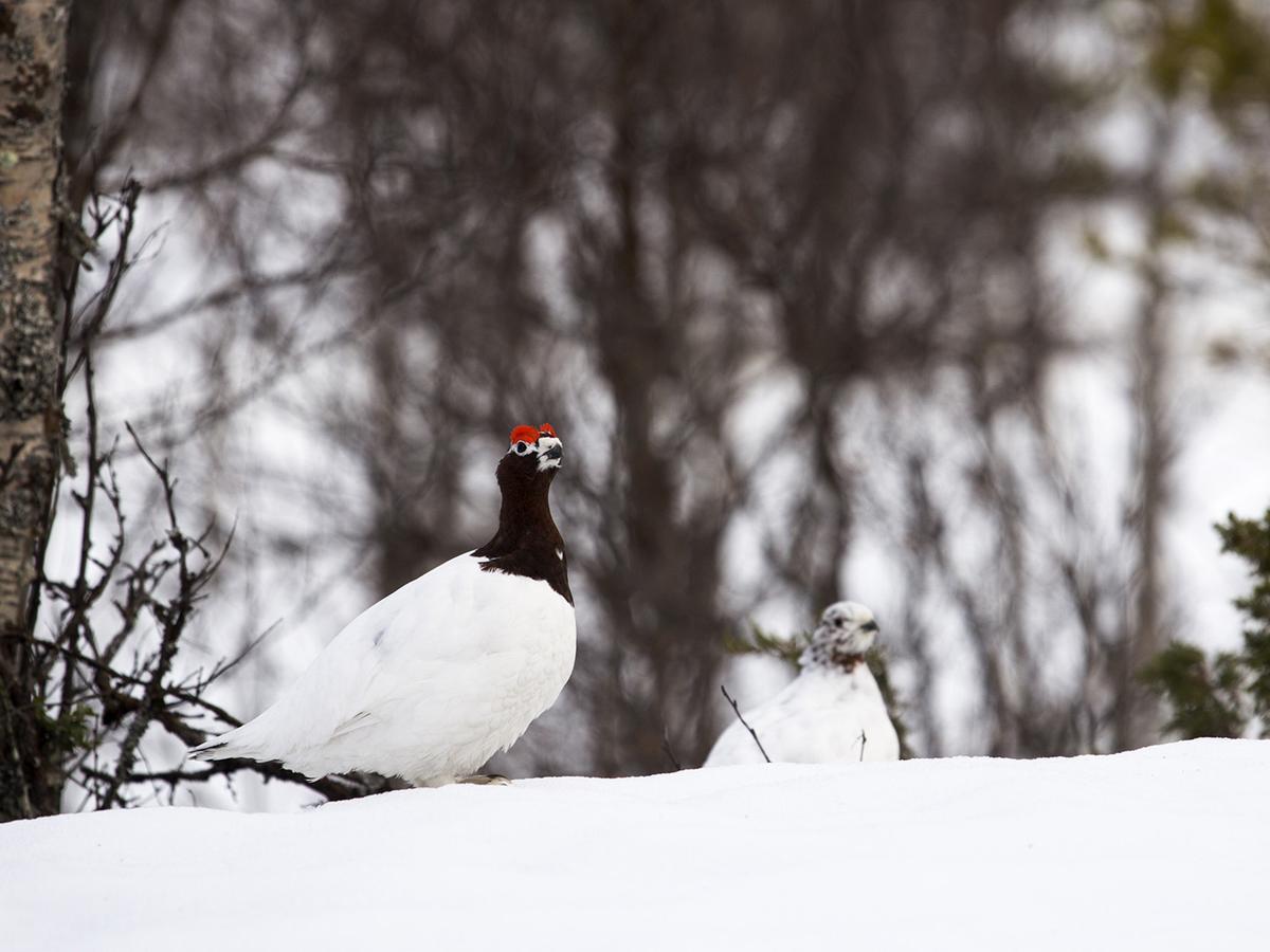 Javri Lodge Сааріселькя Екстер'єр фото